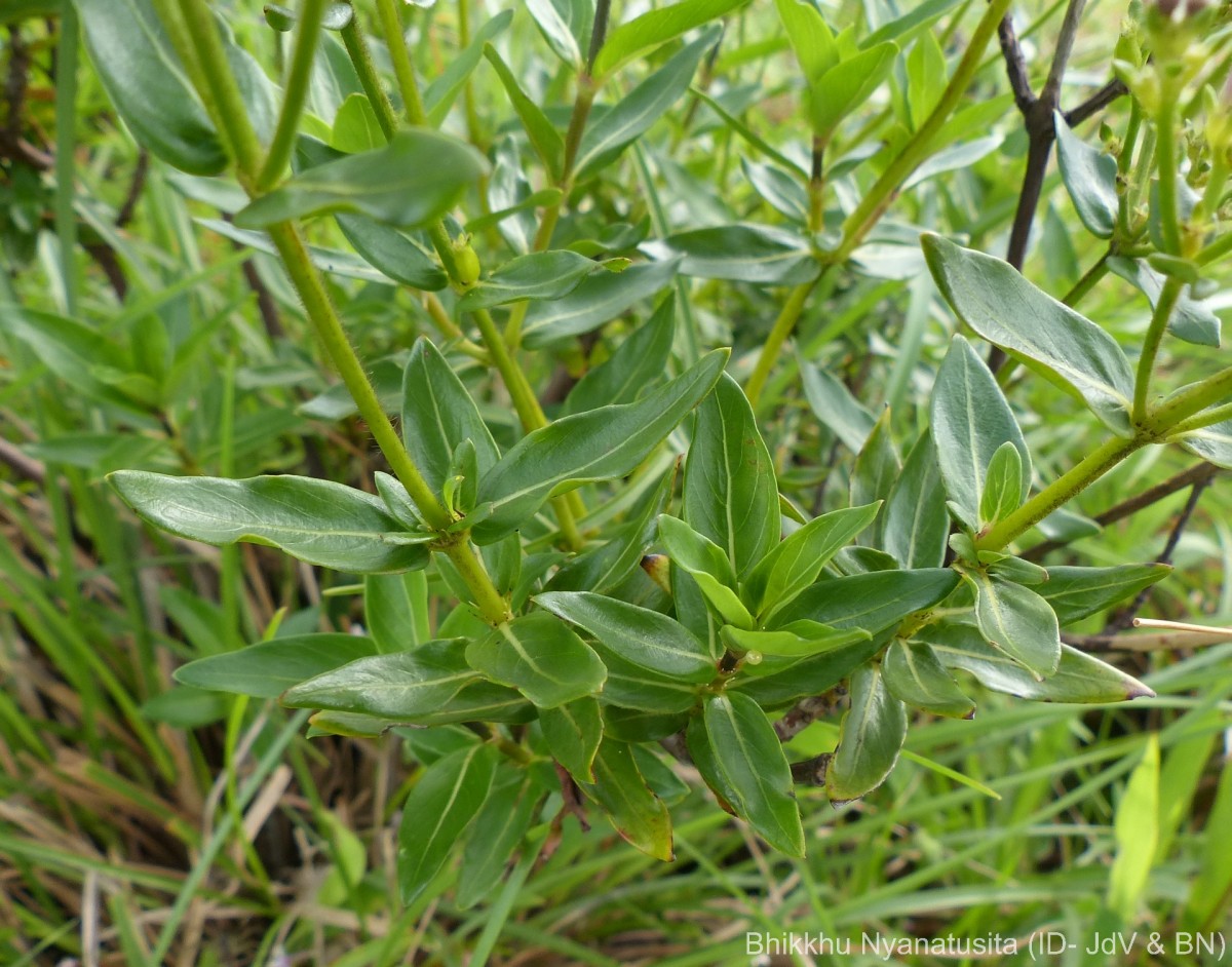 Knoxia spicata (Thwaites ex Trimen) Ridsdale
